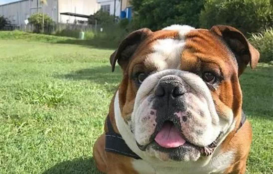 英國斗牛犬飼養方法和注意事項