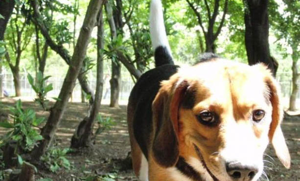 如何正確給寵物狗狗洗澡