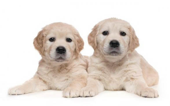 哪里有賣金毛犬