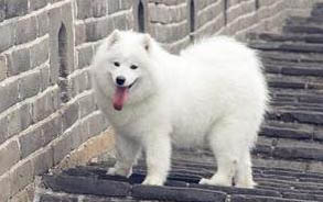 薩摩耶犬怎么養與注意事項
