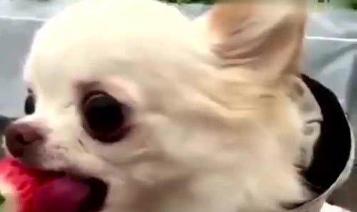 吉娃娃犬常見疾病及治療方法