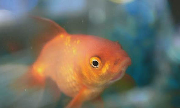 金魚栽頭怎么治