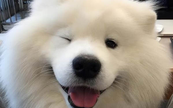 狗狗身上跳蚤怎么消滅掉