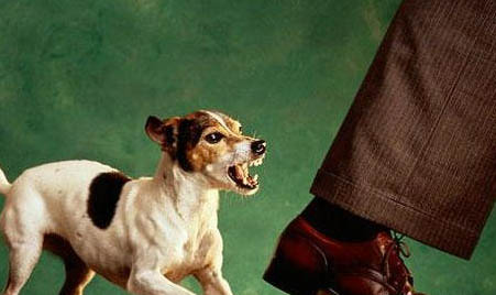 犬瘟空嚼多久會嚼一次