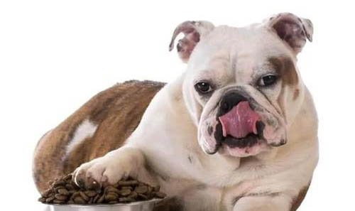 狗狗乳頭變色可能有哪些原因