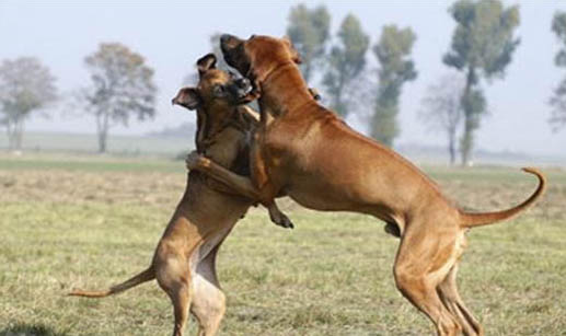 犬瘟的危險期是多久