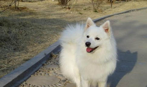 銀狐犬眼睛有眼屎的原因及處理方法