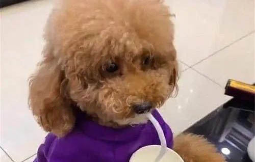 狗狗胃疼的姿勢?