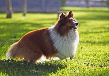 英國(guó)古代牧羊犬拉丁名稱
