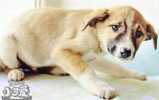 米格魯獵兔犬是哪個國家的
