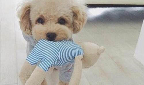 狗狗睜著眼睛睡覺