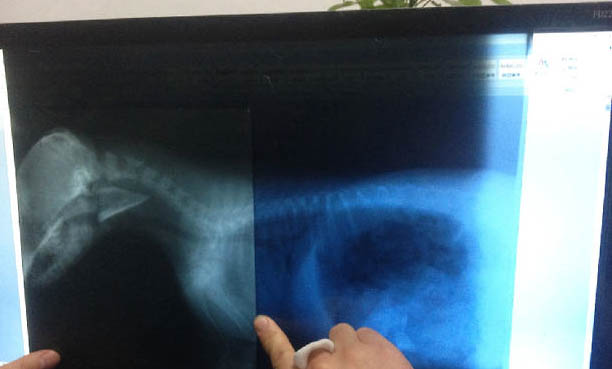 薩摩犬瘟后遺癥能活多久