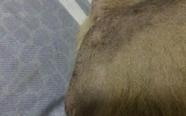 狗狗的生理習性有哪些