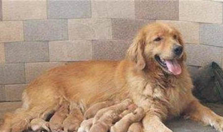 狗狗得了細(xì)小病毒和犬血病怎么辦