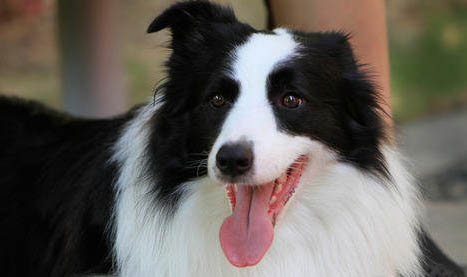 英國古代牧羊犬拉稀帶血是什么原因