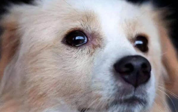 狗狗感冒出現伸舌頭呼吸急促是什么情況