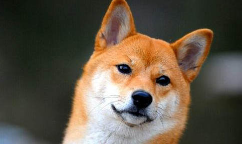 柴犬尾巴黑毛多久能退
