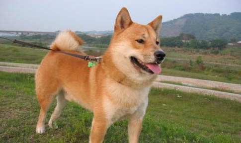 柴犬可以在東北室外養(yǎng)嗎