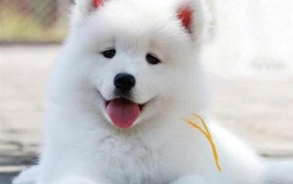 薩摩耶犬衰老會有哪些表現?