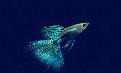 孔雀魚和什么魚混養好