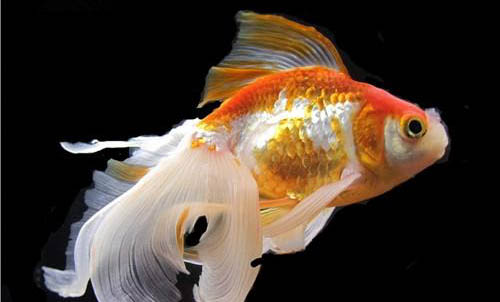 泰國斗魚可以和其他魚一起養(yǎng)嗎