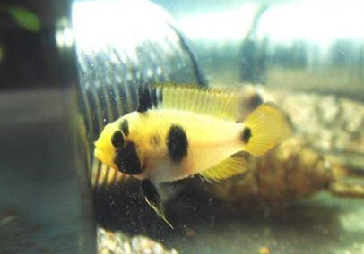 熊貓金魚壽命多少年