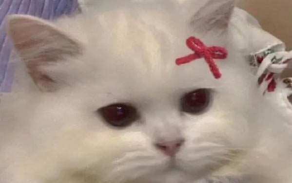 三個月的小貓咪可以洗澡嗎