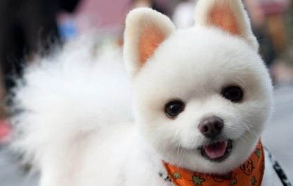 博美犬拉稀能自愈嗎