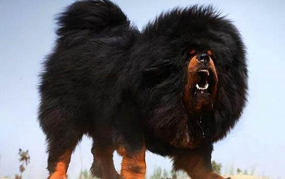 新斯科舍獵鴨尋獵犬打嗝