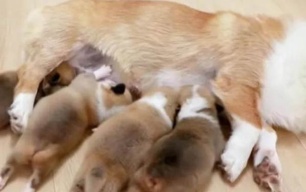 吃什么能讓狗狗毛色好看?