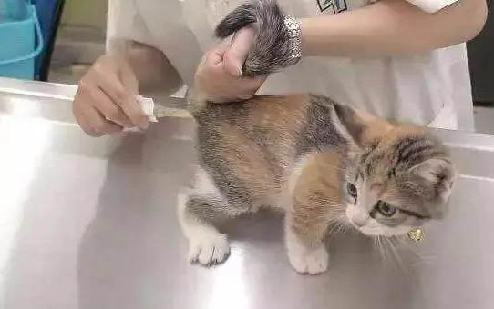 貓咪的三聯和狂犬可以一起打嗎