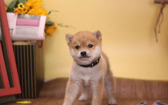 如何區別柴犬和秋田犬