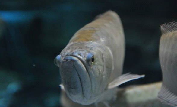 銀龍魚需要多大的缸