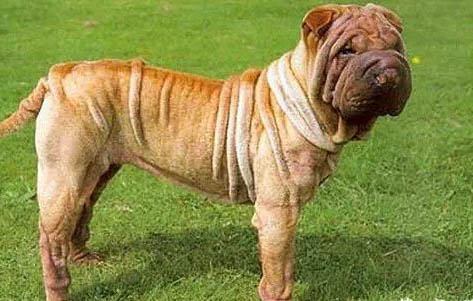 中國沙皮犬什么顏色好