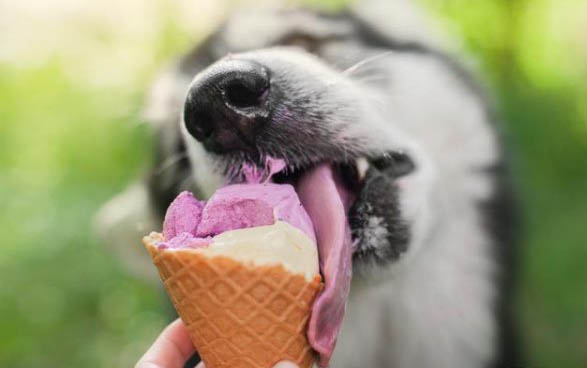 狗狗狗狗的細小第幾天最糟糕?