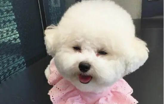 新手適合飼養泰迪犬博美犬還是比熊犬好呢