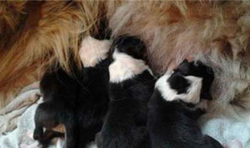 泰迪幼犬口臭是怎么回事