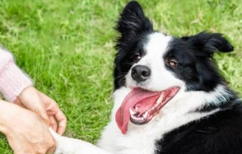邊牧犬一般賣多少錢