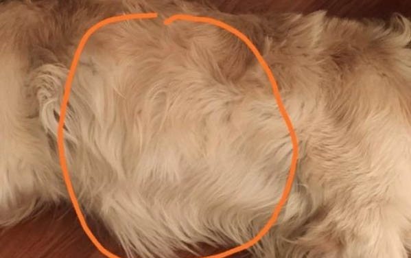 狗腸炎拉血還能活么