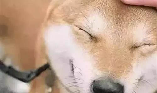 狗尿多是什么原因??？