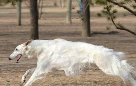 中國哪些地方禁養捷克狼犬