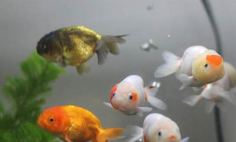 怎樣避免觀賞魚合缸交叉感染