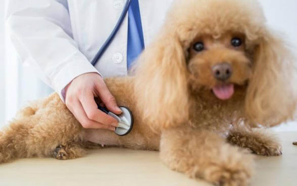 狗狗翻腸子要熬過幾天才能活下來