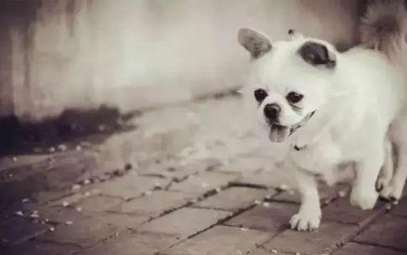 狗狗中耳炎的治療方法