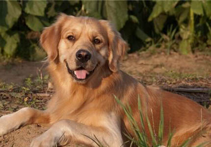 金毛犬配種最佳時間