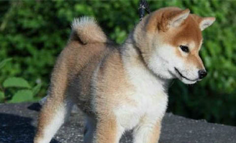 秋田犬智商