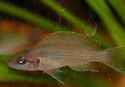 魚一周不喂會餓死嗎