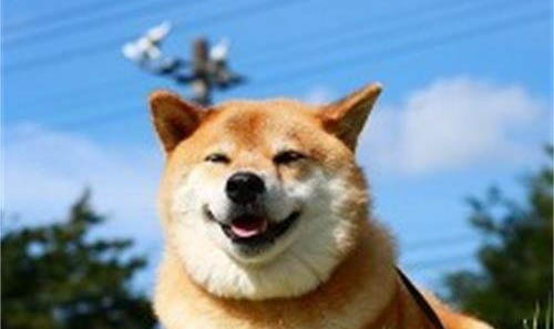 為什么不能養日本柴犬