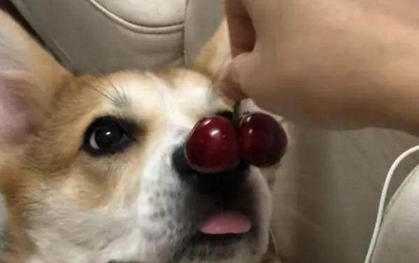 上班族養(yǎng)狗白天怎么辦