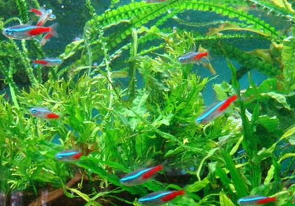孔雀魚喜歡酸性水還是堿性水